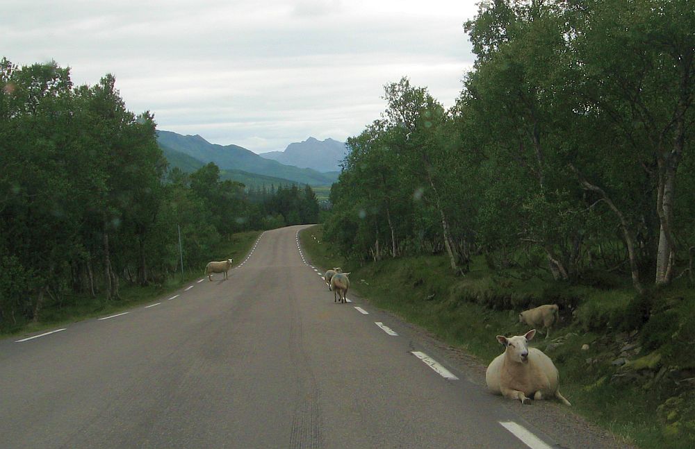 moutonsRoute.jpg