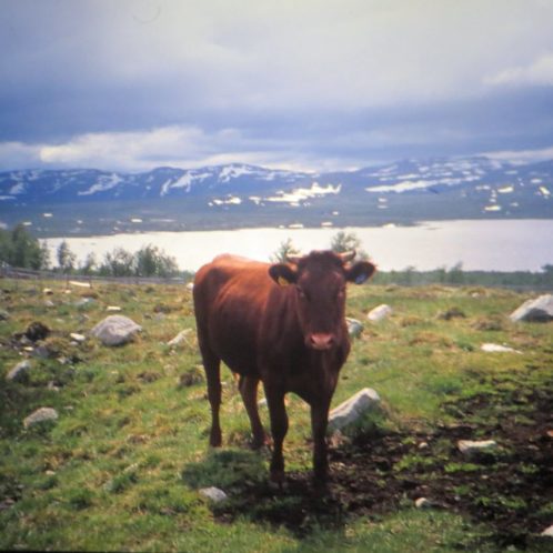 Vache en balade (comme tous les animaux en Norvège)