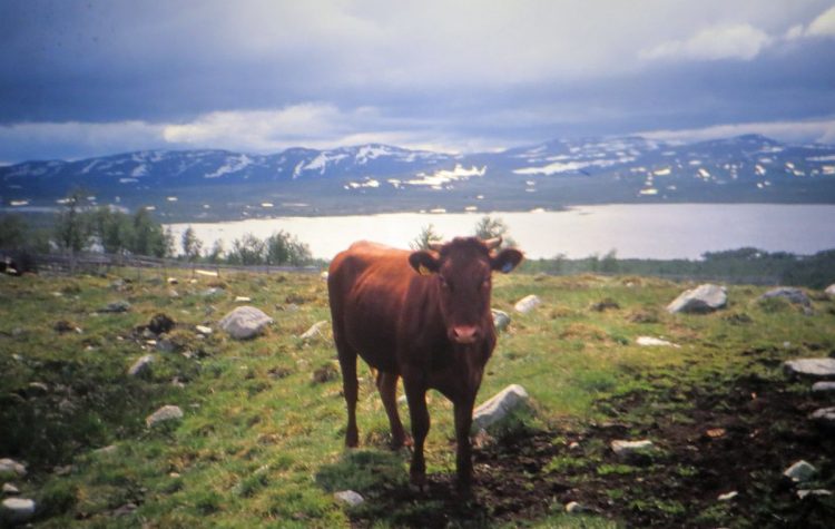 Vache en balade (comme tous les animaux en Norvège)